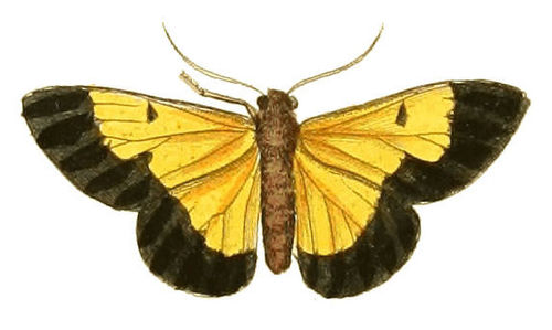 Zamarada eucharis